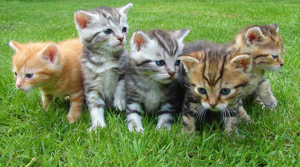 Une petite famille de chatons.