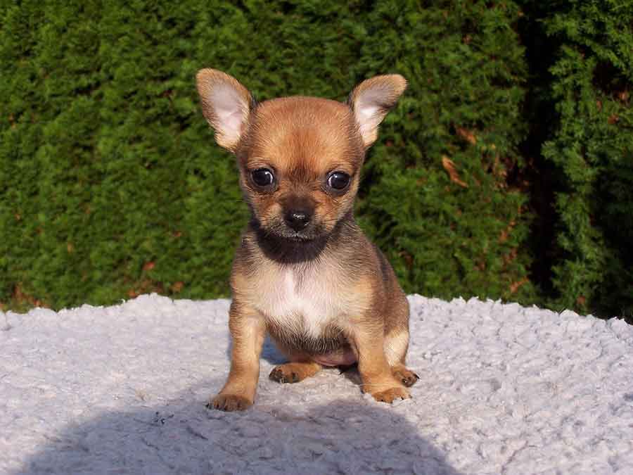 Un chiot assis dans le jardin.